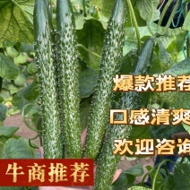 沂南精品油亮密刺黄瓜鲜干花带刺25~45公分产地直供