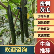 【山东沂南青瓜】鲜花干花带刺25-45公分油亮密刺短把