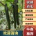 【山东沂南青瓜】鲜花干花带刺25-45公分油亮密刺短把