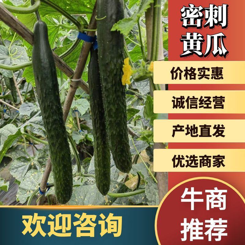 【山东沂南青瓜】鲜花干花带刺25-45公分油亮密刺短把