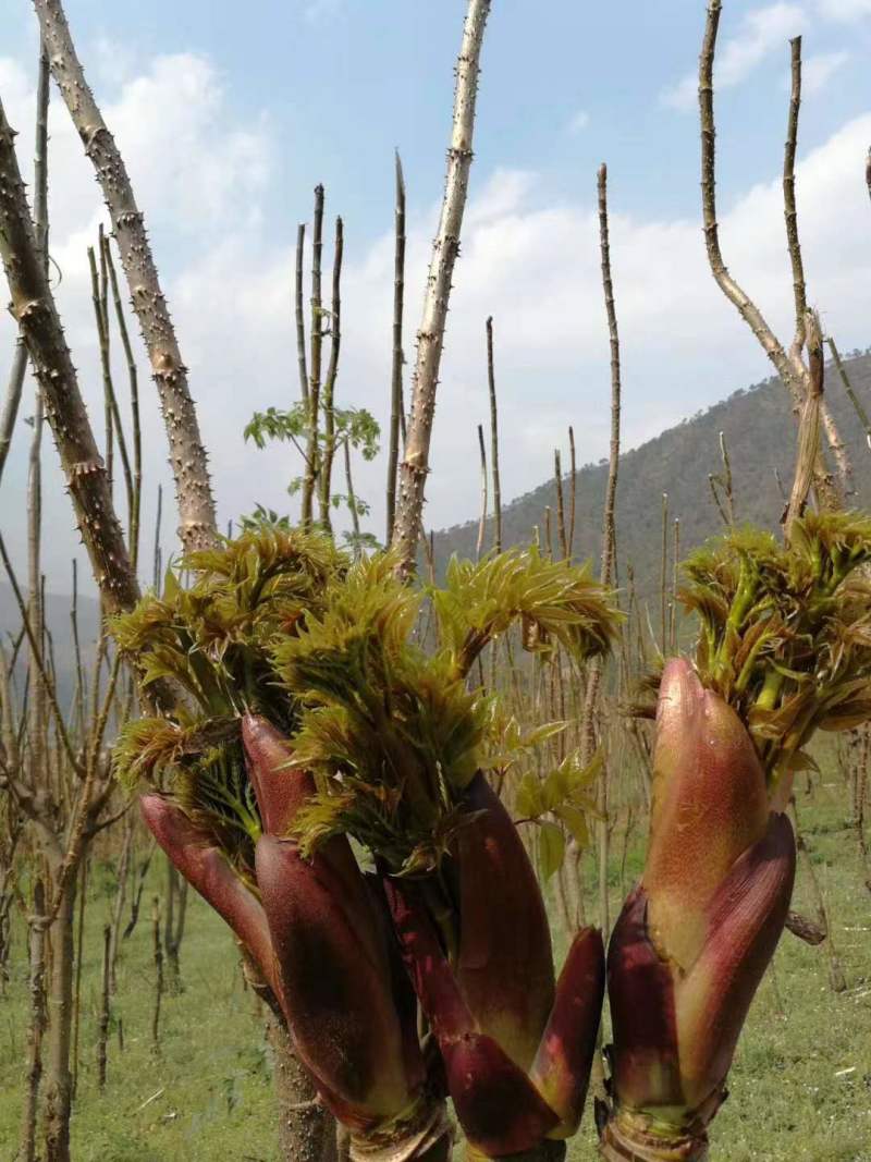 山野菜刺老芽刺嫩芽乌龙头野菜产地直供