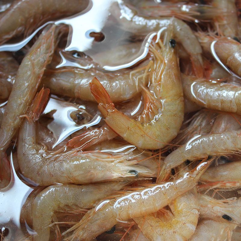 蛎虾鲜活海捕新鲜青岛滑皮虾深海鹰爪虾无冰立虾沙虾冷冻