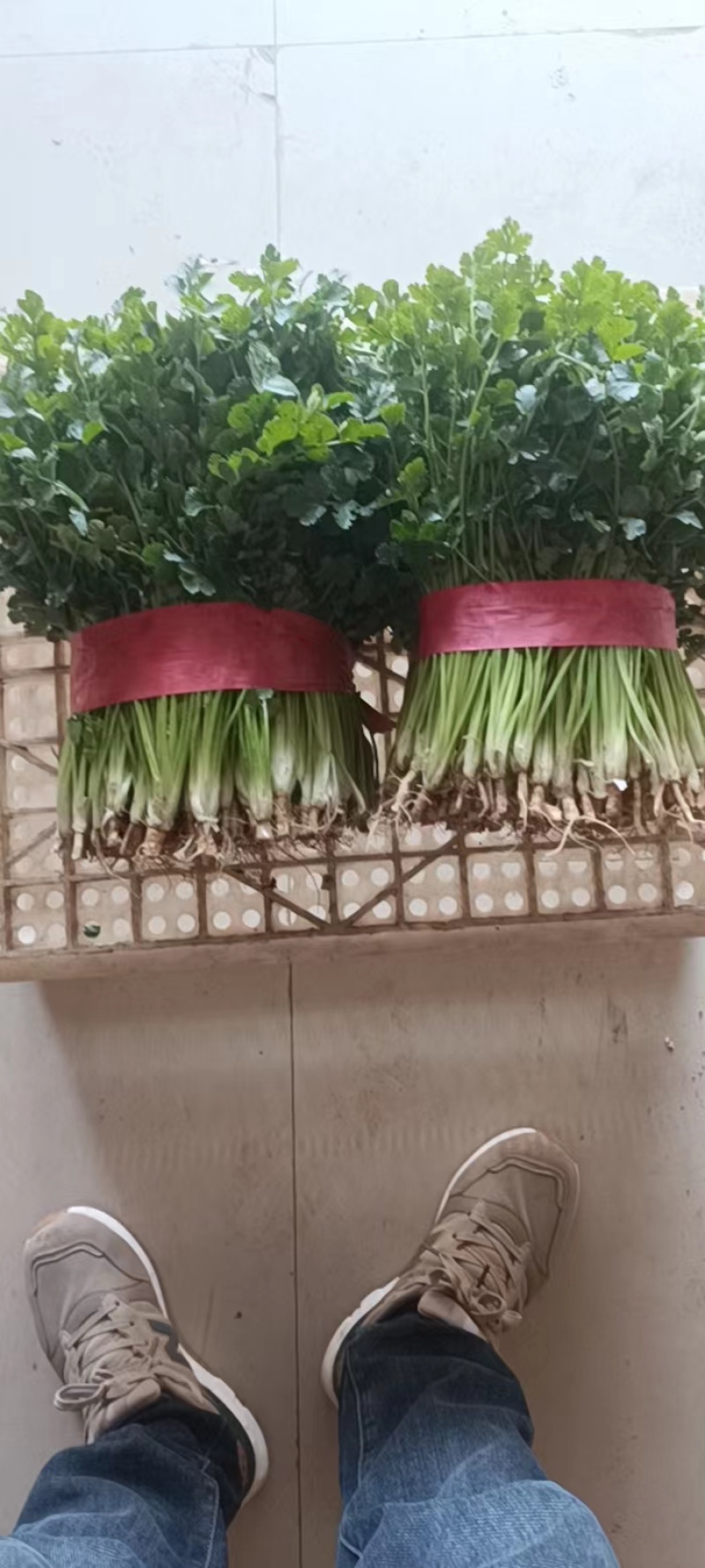 河南香菜，精品铁杆青香菜，视频看货，线上保障交易