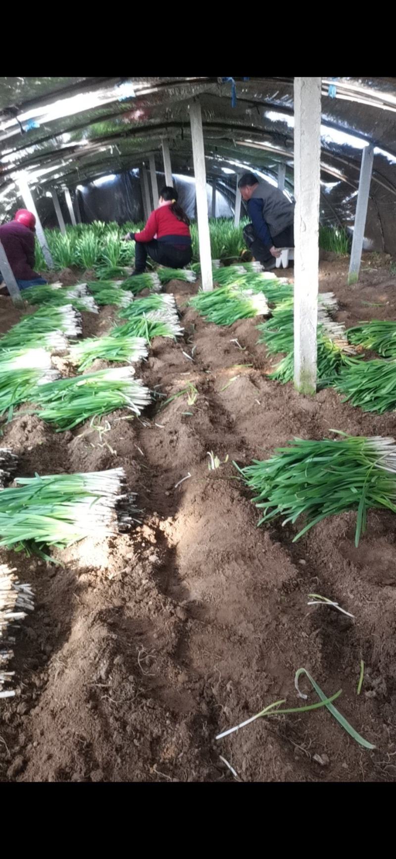 【荐】山东韭菜现割现发量大价优视频看货