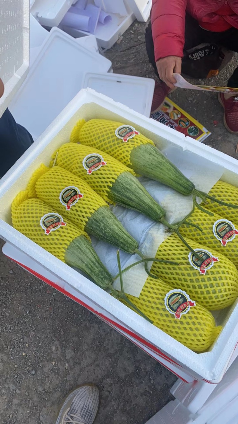 山东羊角蜜，货源充足小工专业，支持各大市场