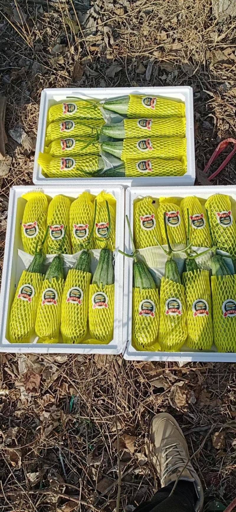 山东羊角蜜，货源充足小工专业，支持各大市场