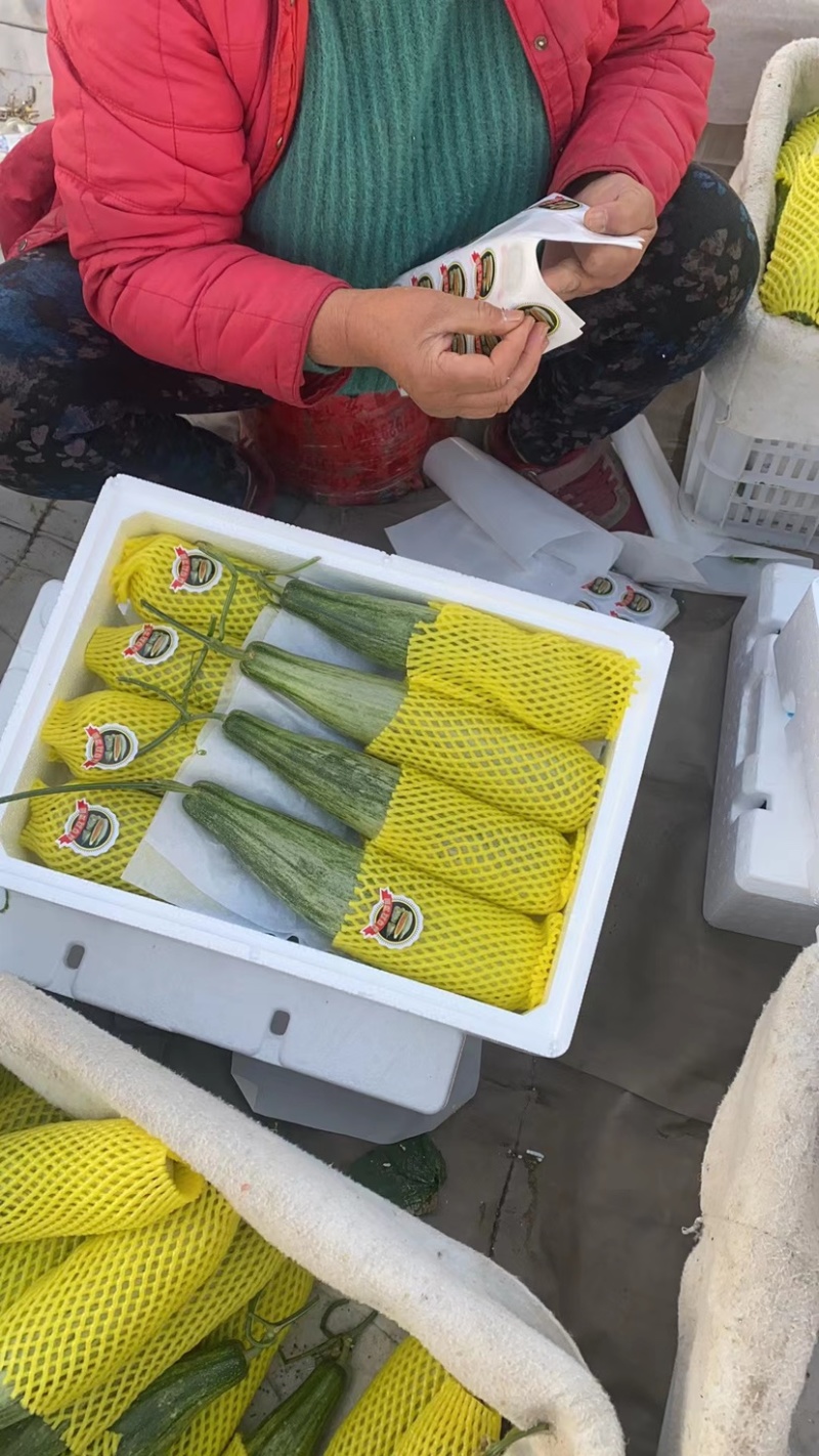 山东羊角蜜，货源充足小工专业，支持各大市场