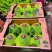 【甄选】精品小糖丸吊瓜，大量上，货源足价优，可看货