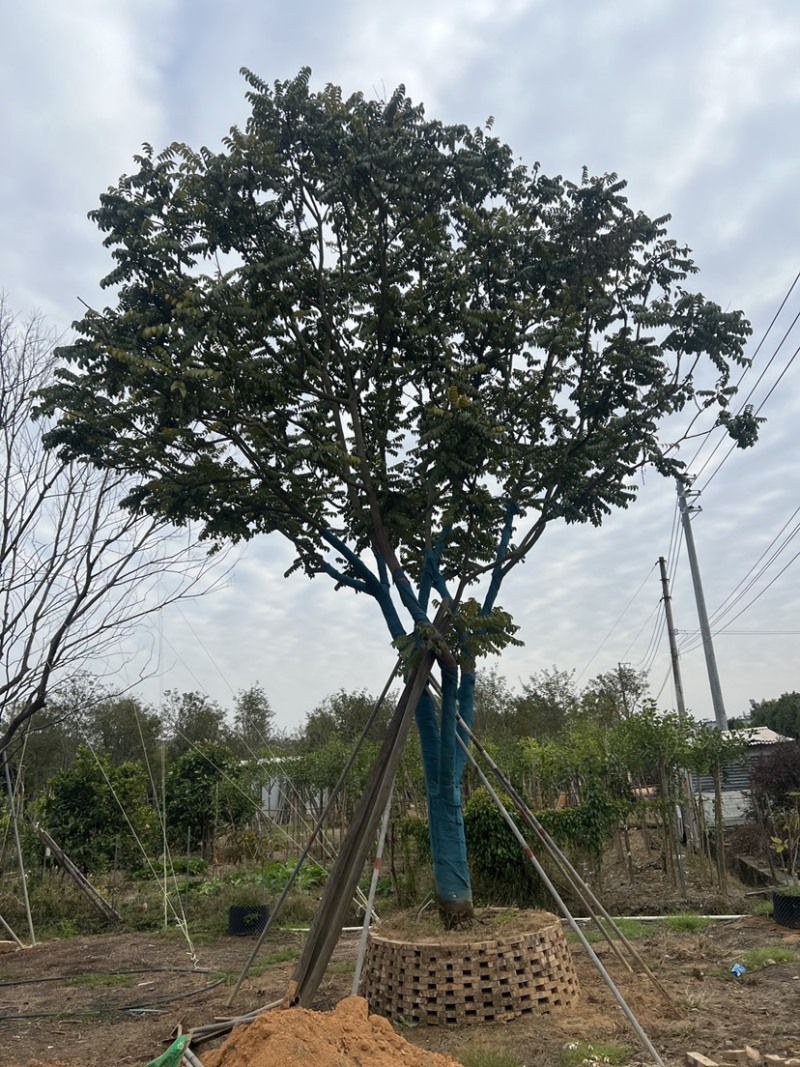 麻楝精品货20-30公分，有需要的老板来电咨询