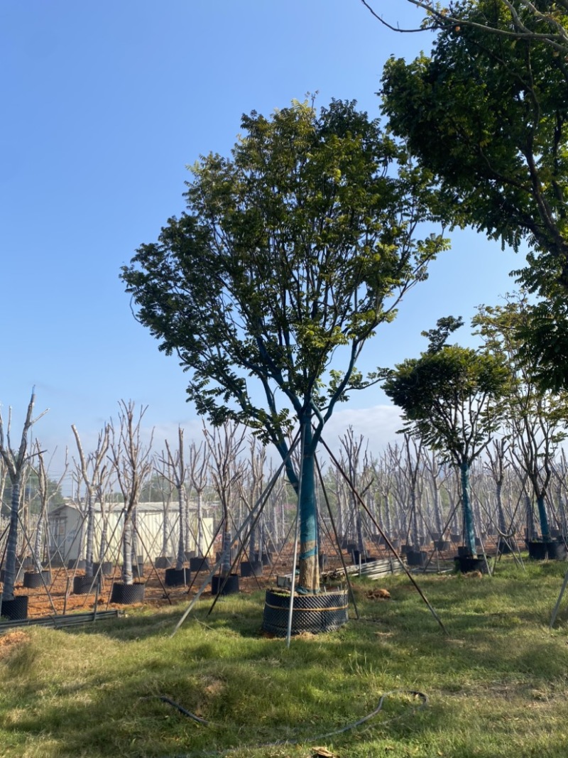 麻楝精品货20-30公分，有需要的老板来电咨询