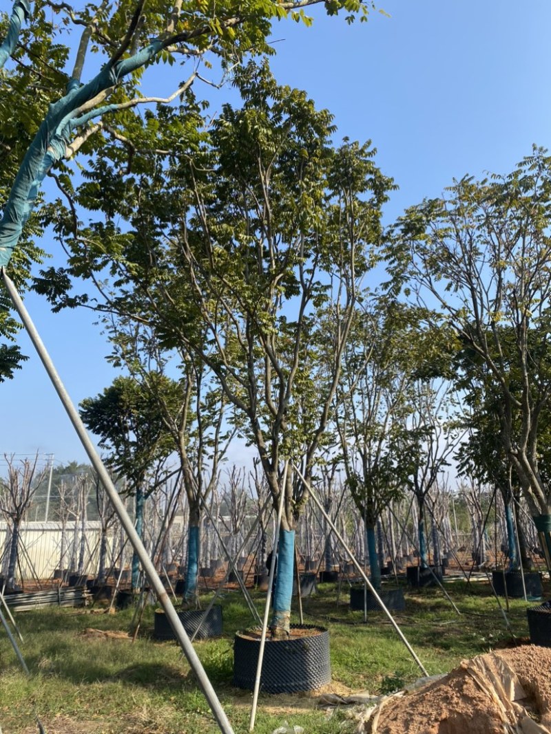 麻楝精品货20-30公分，有需要的老板来电咨询