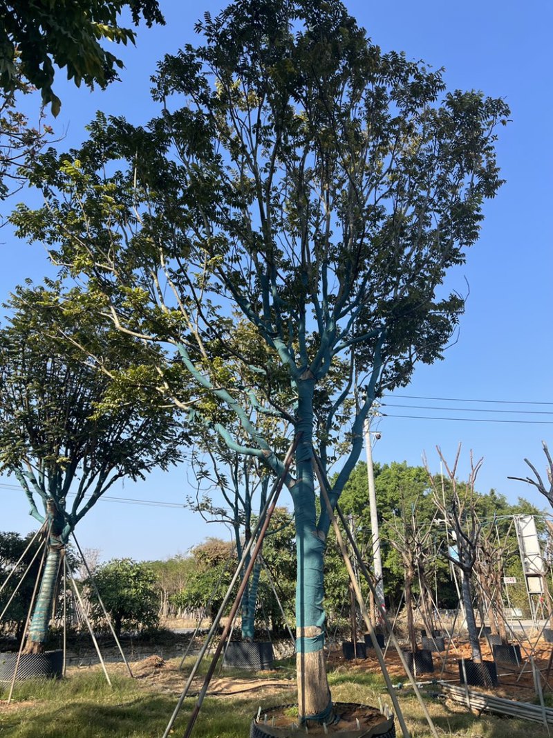 麻楝精品货20-30公分，有需要的老板来电咨询