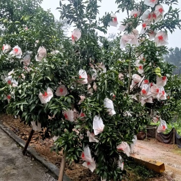 春见耙耙柑
