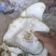香橼片，