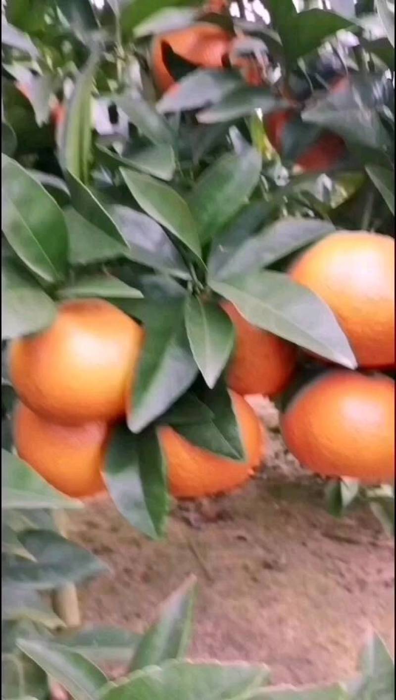 广西沃柑原产地，口感特别好，沃柑成熟的季节，欢迎各位老板