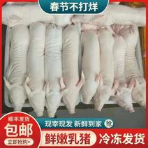 鲜冻乳猪连云港厂家直供货源稳定量大从优欢迎电联采购