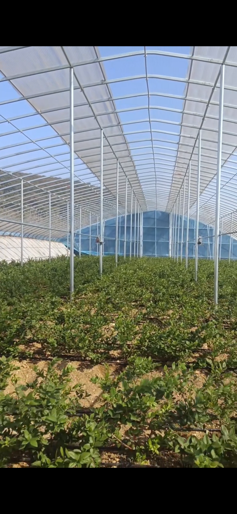全套蔬菜大棚尺寸齐全种植通用钢架大棚全国发货包建