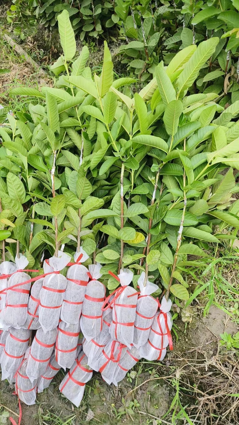 广西发货番石榴树红心芭乐珍珠番石榴苗嫁接苗