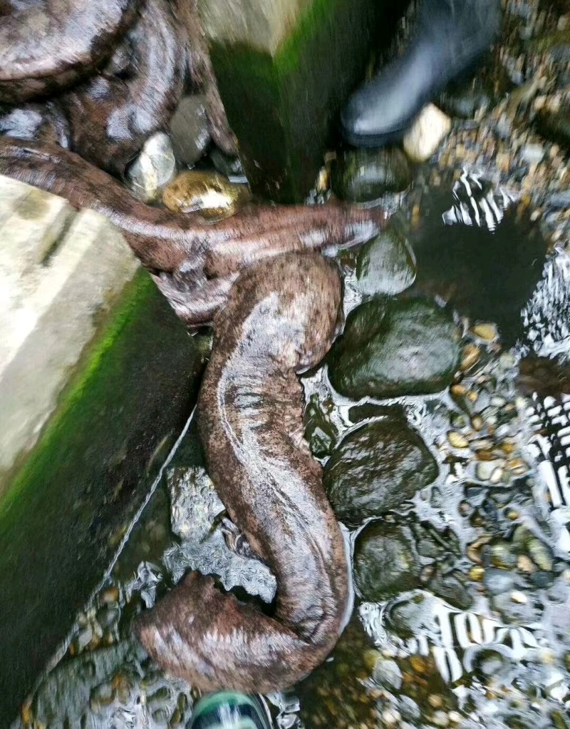 鲟鱼冷水清水养殖想要的联系随时有货欢迎联系