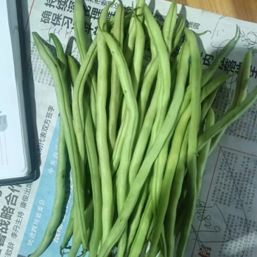 云南孟定无筋豆大量上市，露天新苗，