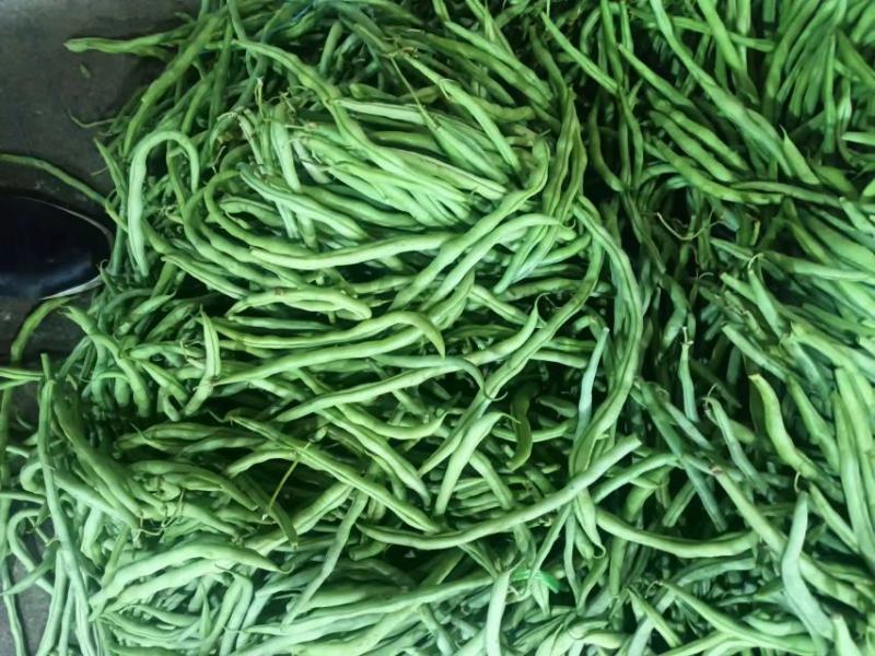 云南孟定无筋豆大量上市，露天新苗，
