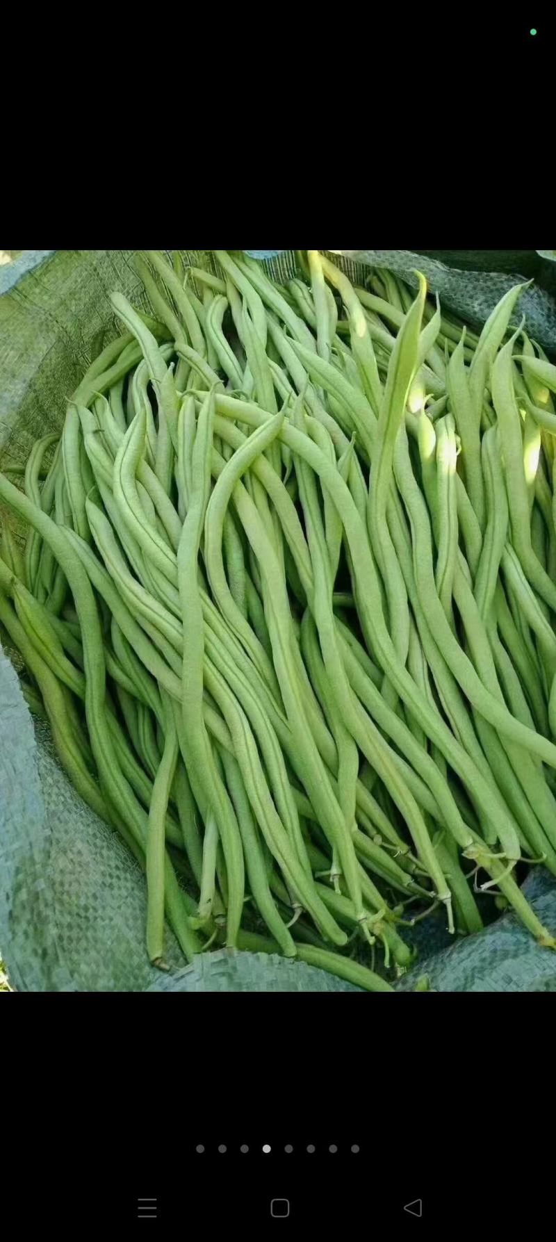 云南孟定无筋豆大量上市，露天新苗，