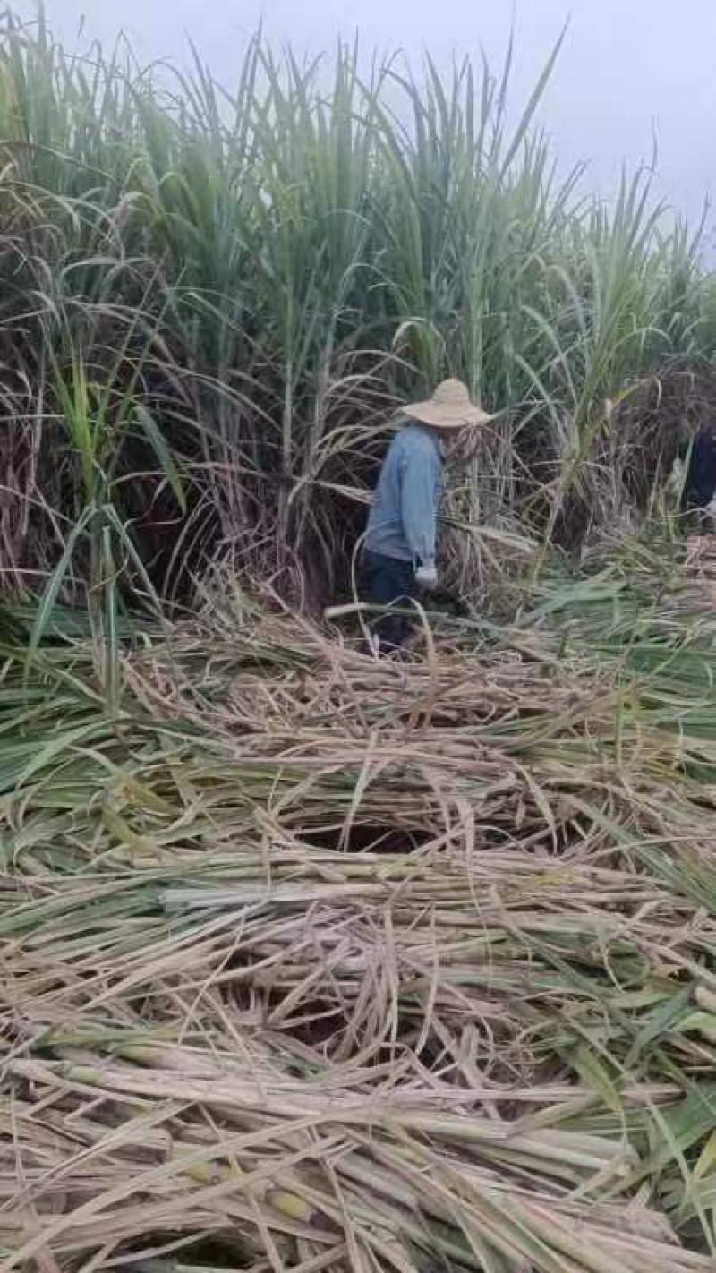 青皮甘蔗苗，粤翠甘蔗苗，广东甘蔗苗，农科所培育保质保量
