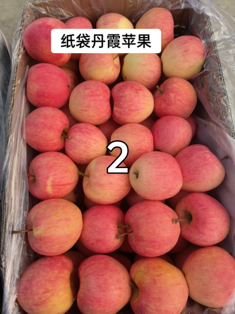 产地大量销售丹霞苹果价格优惠，品质好