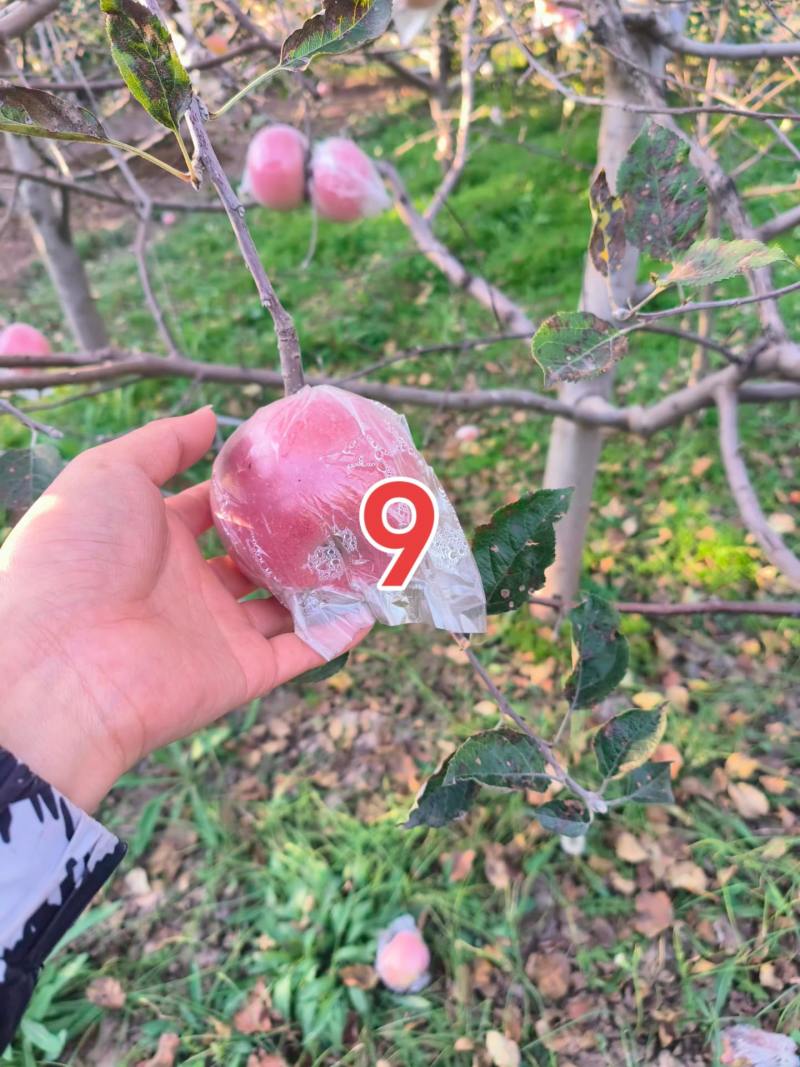 产地大量销售丹霞苹果价格优惠，品质好