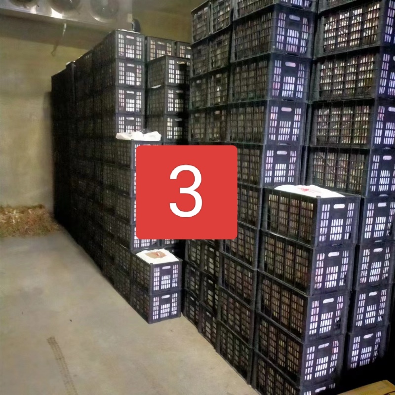 产地大量销售丹霞苹果价格优惠，品质好