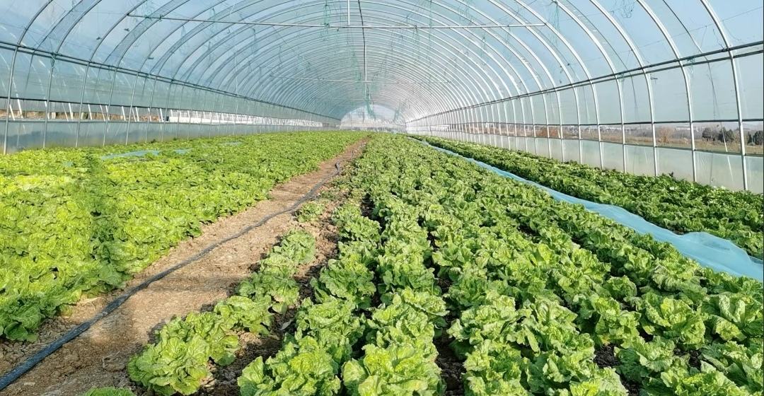 一片绿油油的生菜种植基地,阳光照射下叶片鲜嫩翠绿,土壤湿润,农民正在田间采摘成熟结球生菜,背景为现代化农业大棚 生菜田间生长实景图