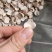 白芍8-1.2关书药材批发各种规格中药材质量保证规格齐