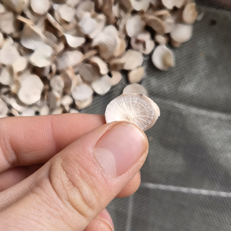 白芍8-1.2关书药材批发各种规格中药材质量保证规格齐