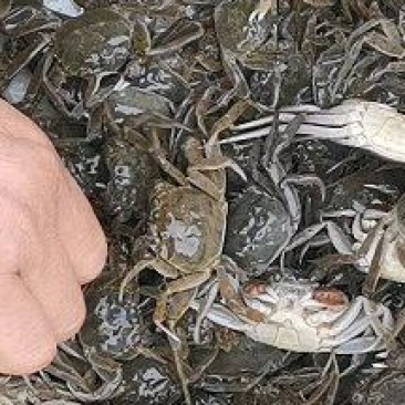 大籽河蟹苗，洪泽湖淡水精心培育，原塘苗，保证成活率