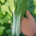 《快菜毛白菜》安徽快菜基地现货稳定货源常年供应
