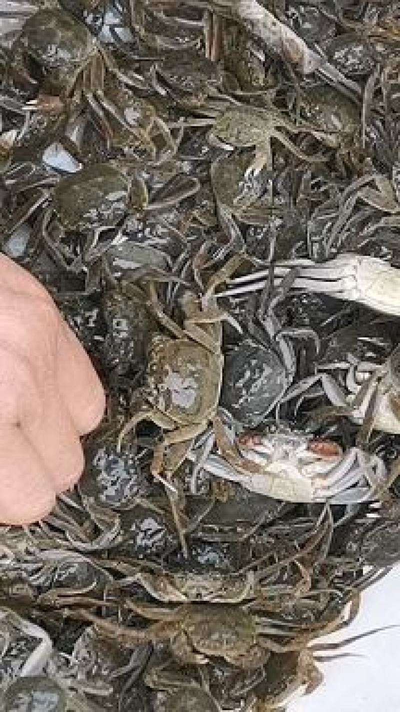 大籽河蟹苗，洪泽湖淡水精心培育，原塘苗，保证成活率