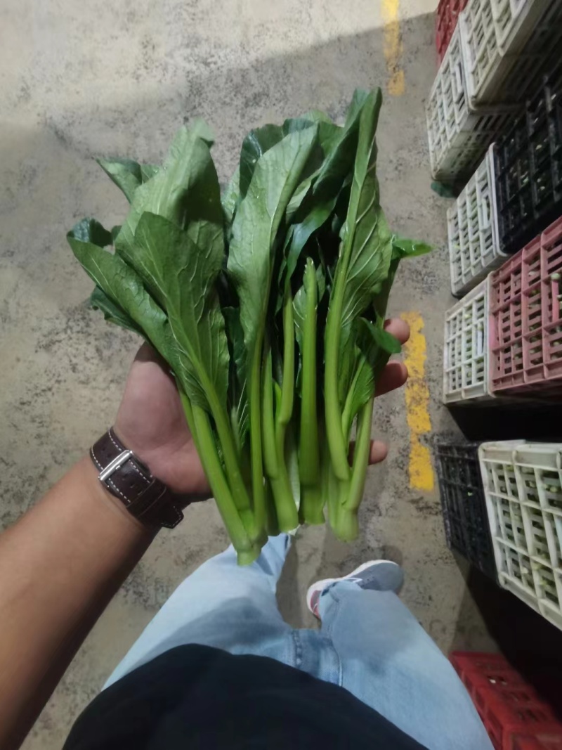 菜心菜苔广东菜心尖叶菜心安徽菜心甜菜心万亩基地