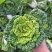《黄心菜》现货大量供应常年供应市场加工厂量大从优