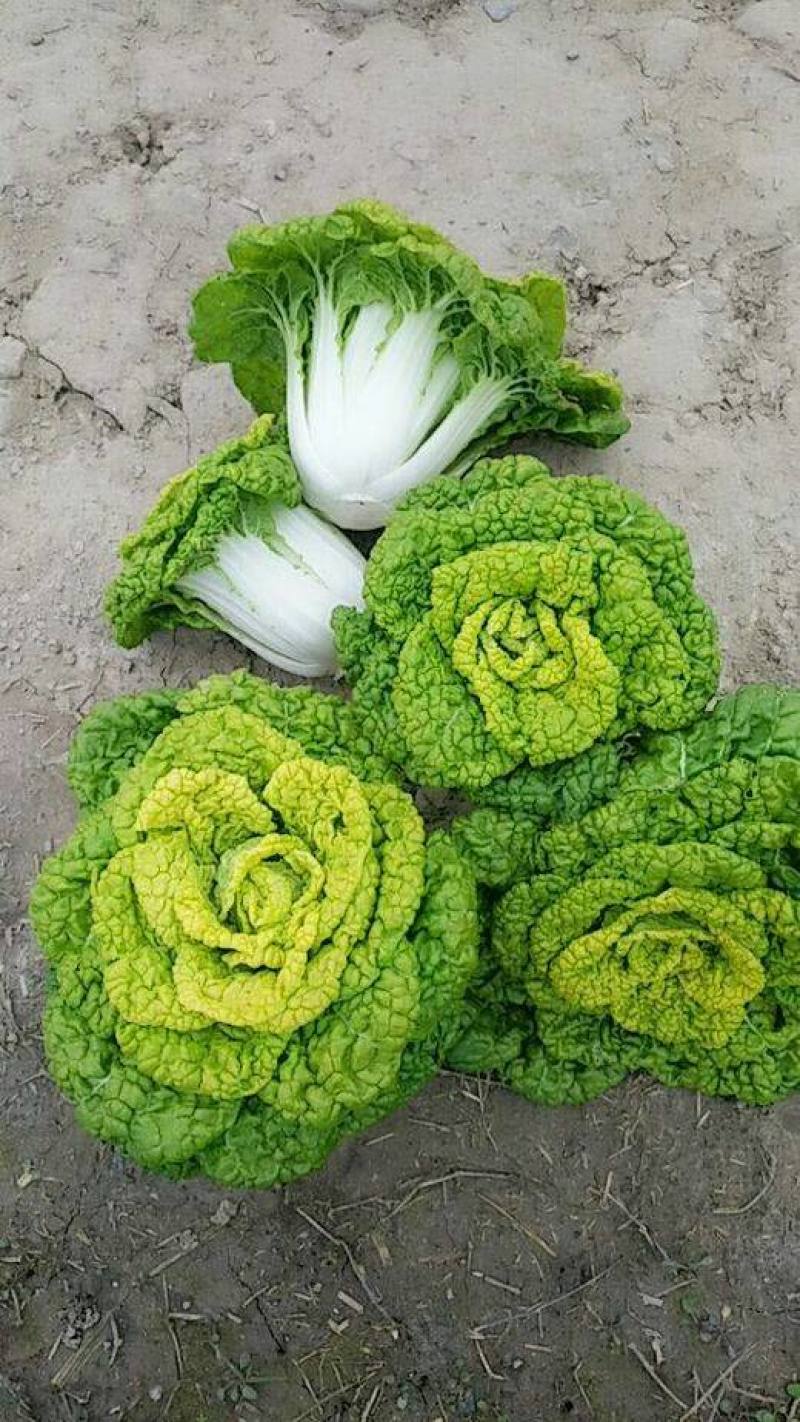 《黄心菜》现货大量供应常年供应市场加工厂量大从优