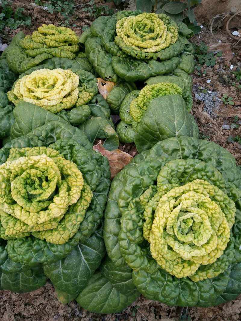《黄心菜》现货大量供应常年供应市场加工厂量大从优