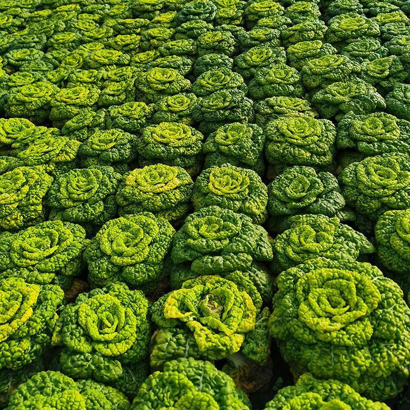 《黄心菜》现货大量供应常年供应市场加工厂量大从优