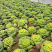 《黄心菜》现货大量供应常年供应市场加工厂量大从优
