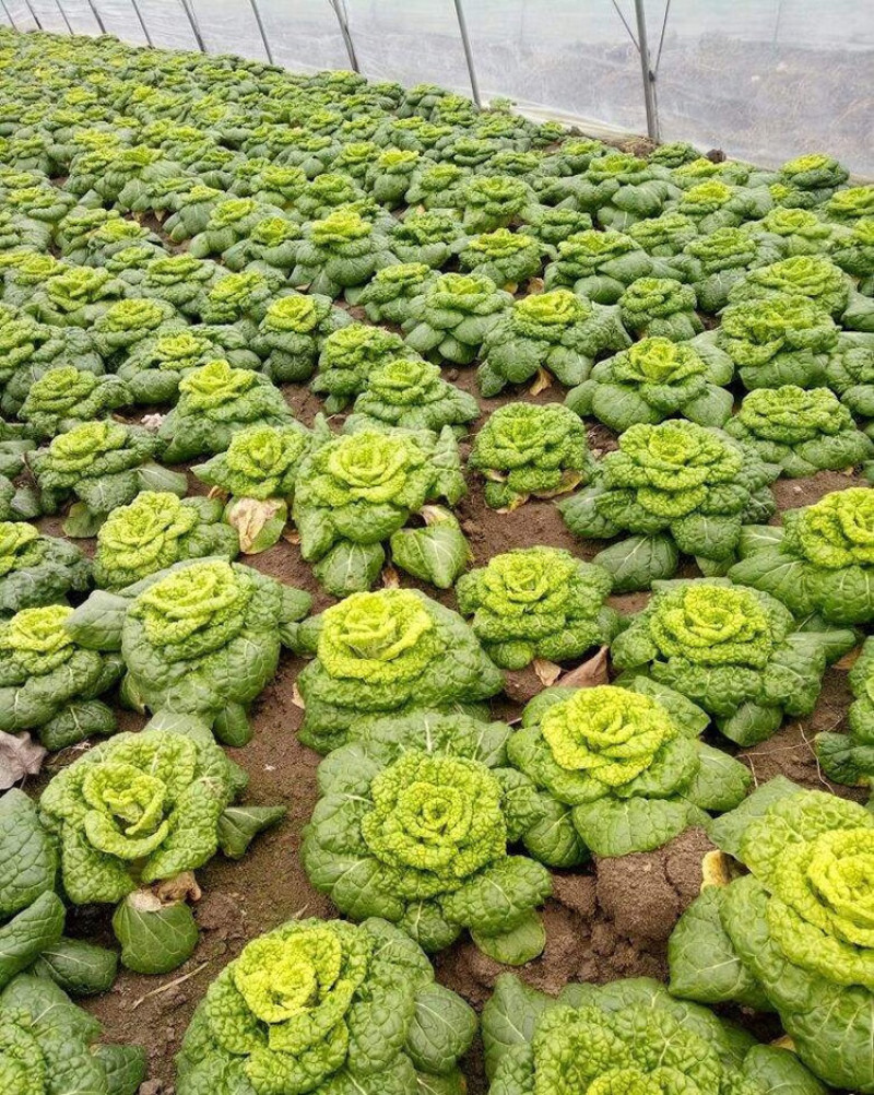 《黄心菜》现货大量供应常年供应市场加工厂量大从优