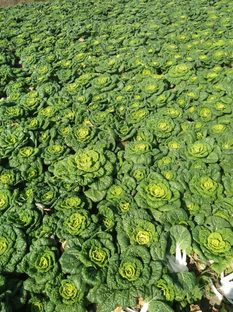 《黄心菜》现货大量供应常年供应市场加工厂量大从优