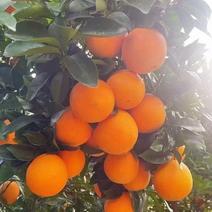 江西赣南脐橙，货源充足，质量保证，欢迎来电咨询选购