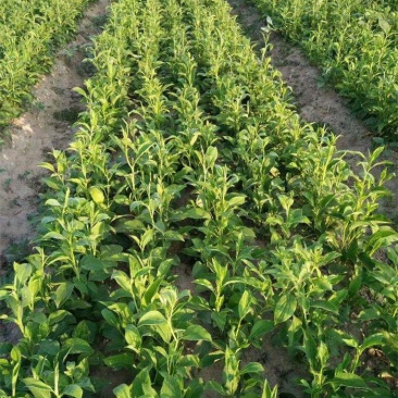 改良白术苗、基地直供、质量保证、订单种植包技术指包回收。