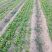改良白术苗、基地直供、质量保证、订单种植包技术指包回收。
