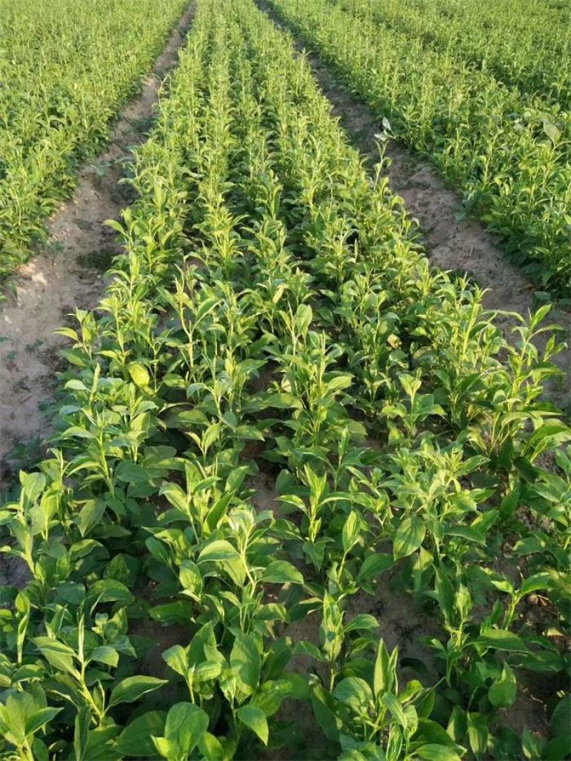 改良白术苗、基地直供、质量保证、订单种植包技术指包回收。