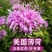美国薄荷种子多年宿根红花马薄荷室外庭院街道景区绿化