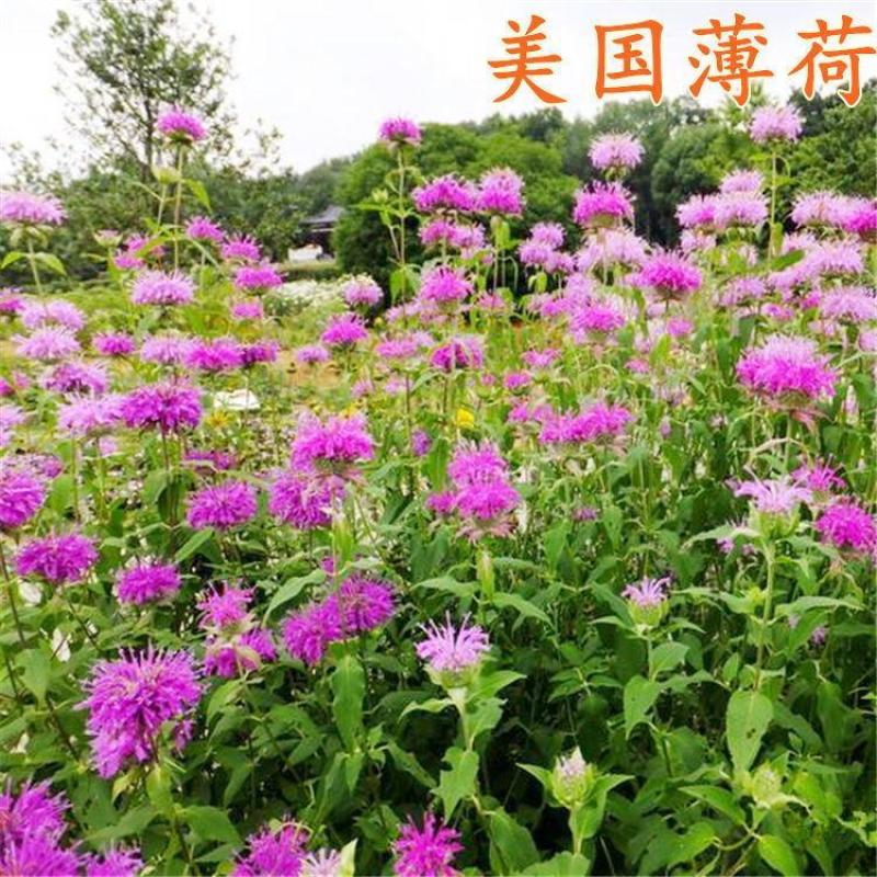 美国薄荷种子多年宿根红花马薄荷室外庭院街道景区绿化